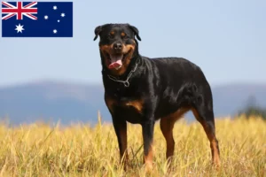 Read more about the article Rottweiler tenyésztők és kölykök Ausztráliában