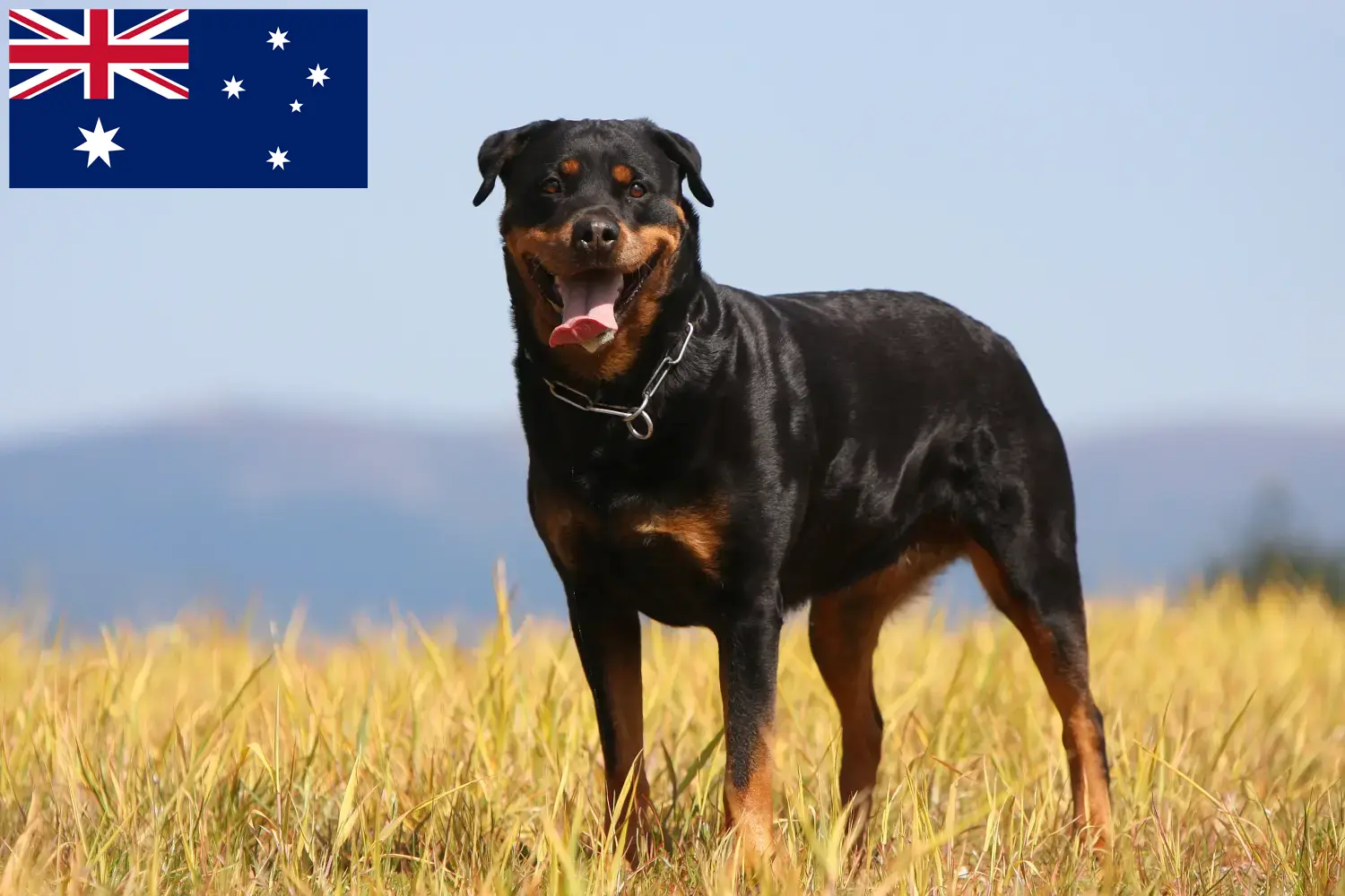 Rottweiler kölykök és tenyésztők Ausztrália Keress Rottweiler tenyésztőket Ausztráliában.