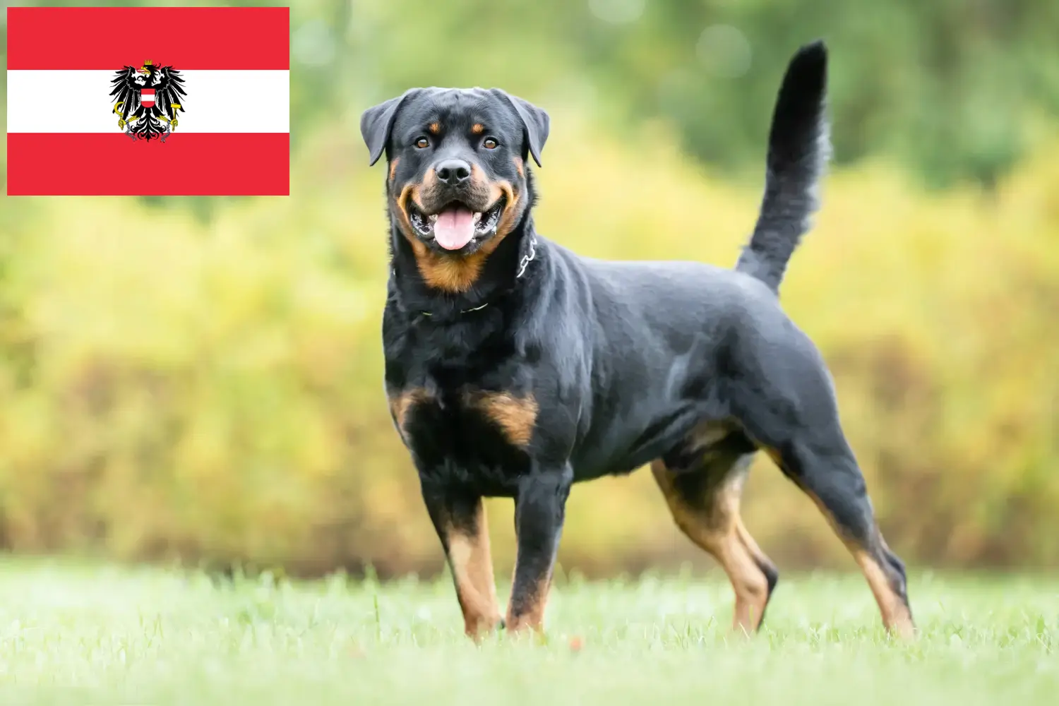 Rottweiler kiskutyák és tenyésztők Ausztria Itt találhat rottweiler tenyésztőket Ausztriában.