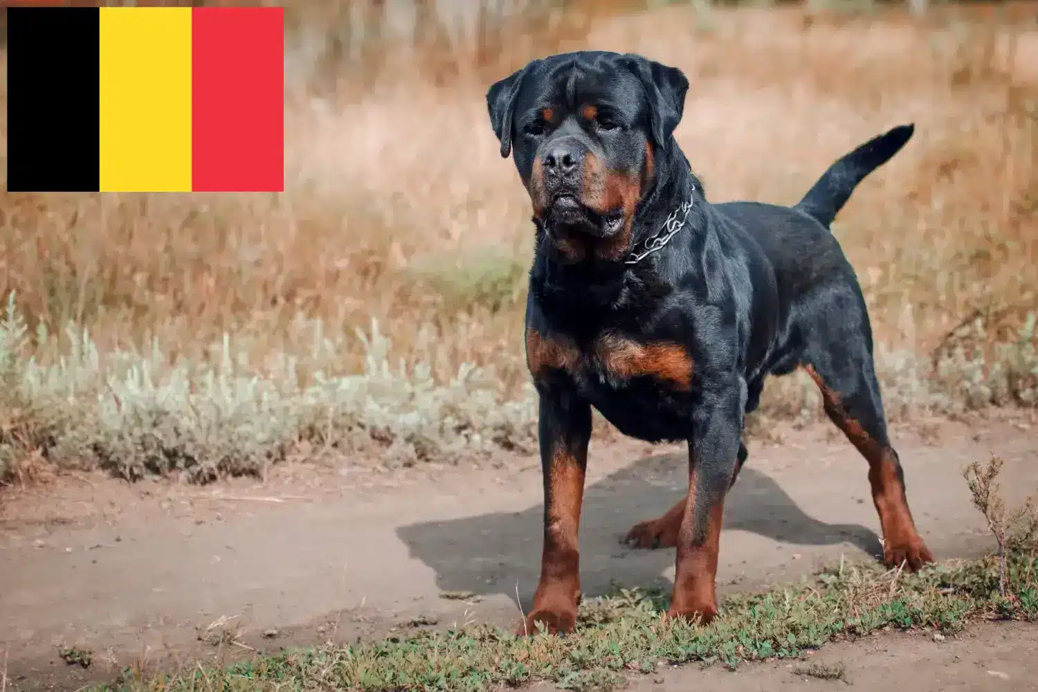 Rottweiler kiskutyák és tenyésztők Belgium Találj rottweiler tenyésztőket Belgiumban.