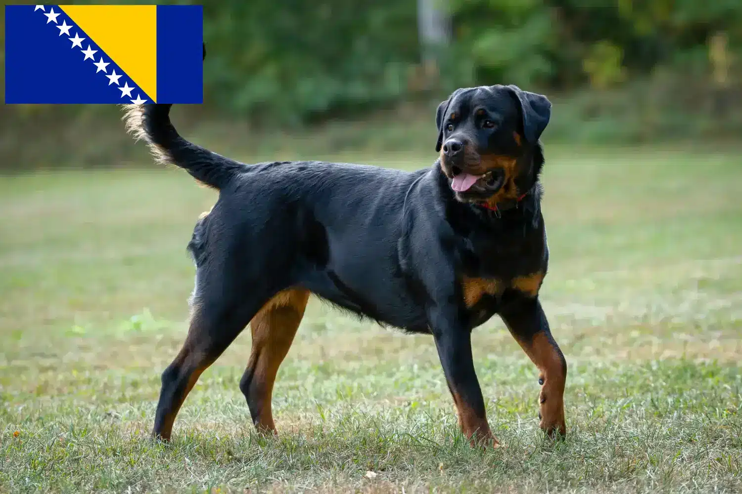 Rottweiler kiskutyák és tenyésztők Bosznia-Hercegovina Keressen rottweiler tenyésztőket Bosznia-Hercegovina területén.