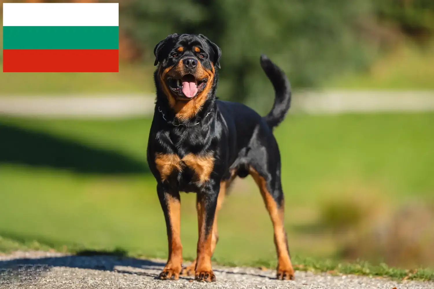 Rottweiler kiskutyák és tenyésztők Bulgária Találjon rottweiler tenyésztőket Bulgáriában itt.