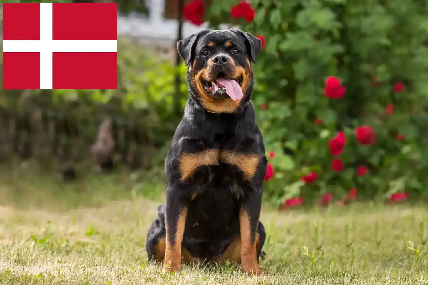 Rottweiler kiskutyák és tenyésztők Dánia Dánia területén található rottweiler tenyésztőket itt találja.