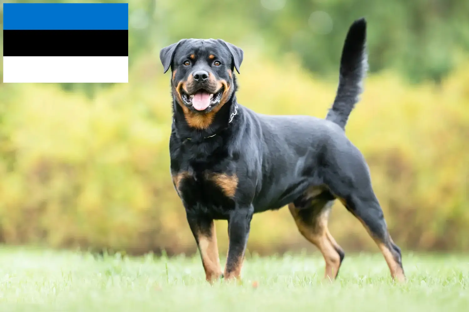 Rottweiler kiskutyák és tenyésztők Észtország Keress rottweiler tenyésztőket Észtországban.