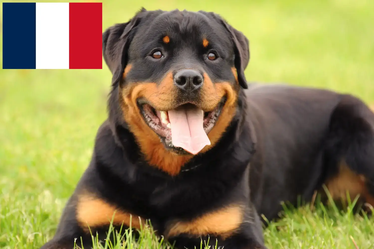Rottweiler kiskutyák és tenyésztők Franciaország Itt találhat rottweiler tenyésztőket Franciaországban.