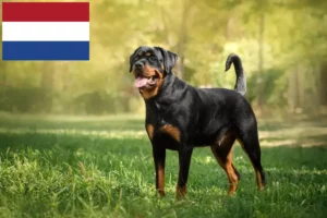 Read more about the article Rottweiler tenyésztők és kölykök Hollandiában