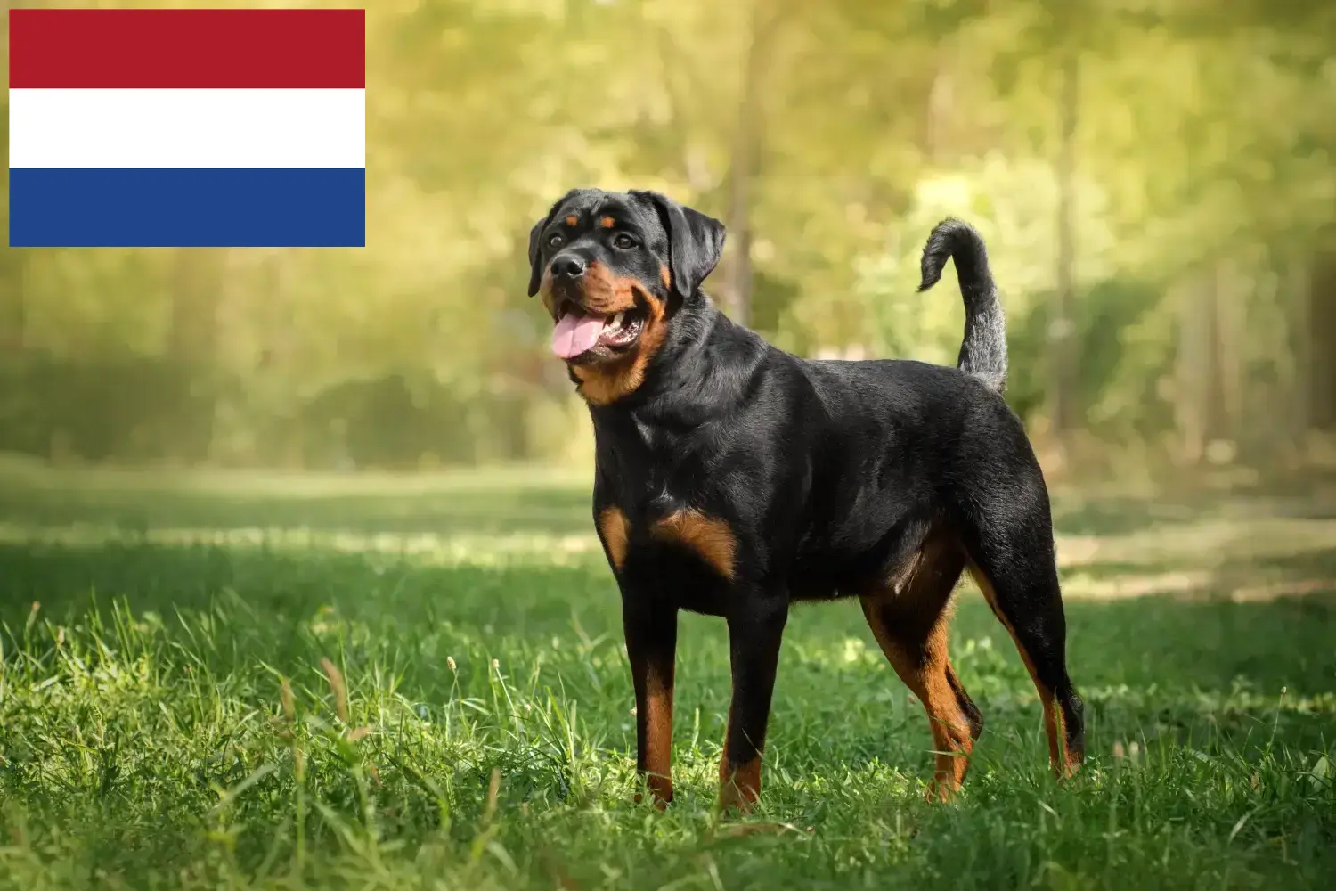 Rottweiler kiskutyák és tenyésztők Hollandia Itt megtalálja a hollandiai rottweiler tenyésztőket.