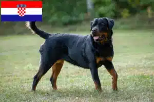 Read more about the article Rottweiler tenyésztők és kölykök Horvátországban