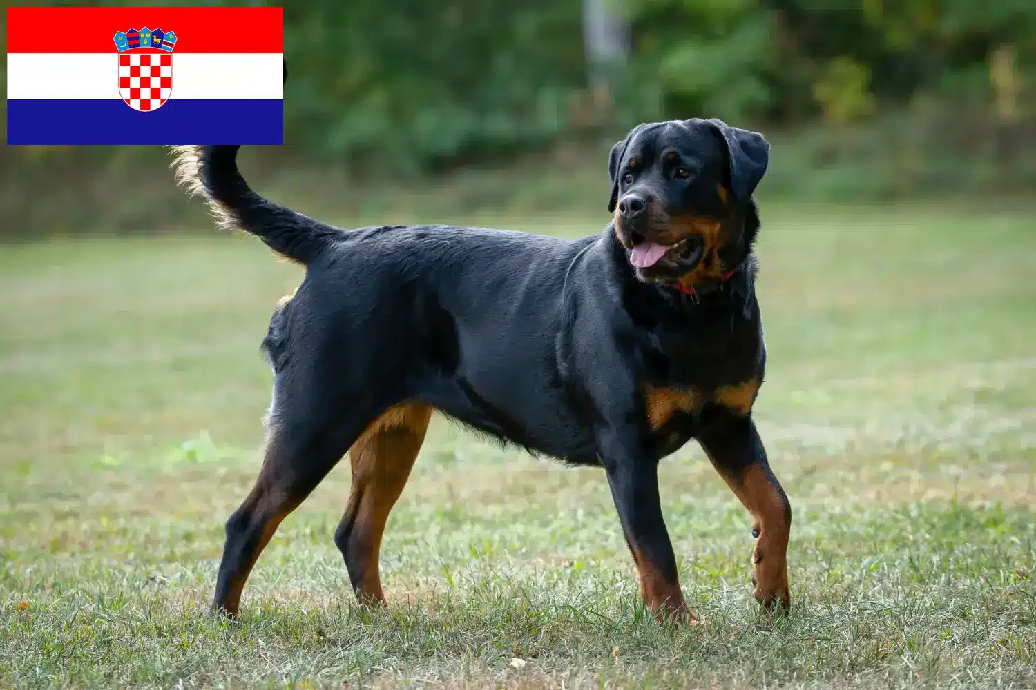 Rottweiler kiskutyák és tenyésztők Horvátország Horvátországban található rottweiler tenyésztőket itt találja.
