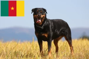 Read more about the article Rottweiler tenyésztők és kölykök Kamerunban