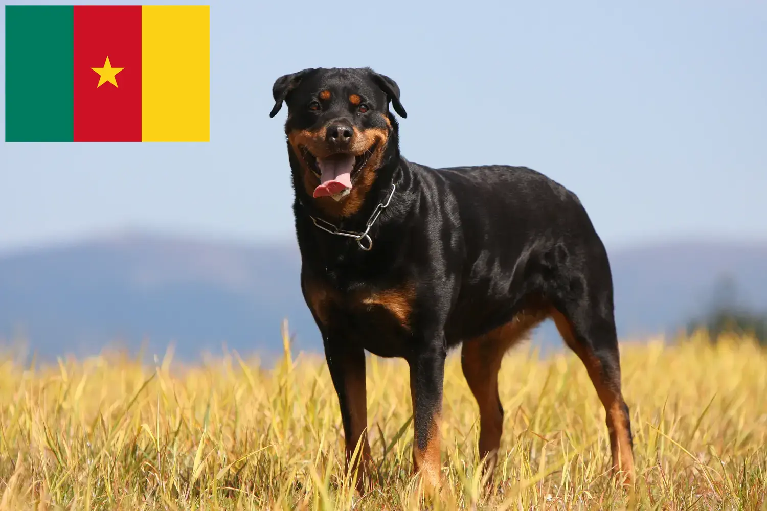 Rottweiler kiskutyák és tenyésztők Kamerun Kameruni rottweiler tenyésztőket itt találsz.