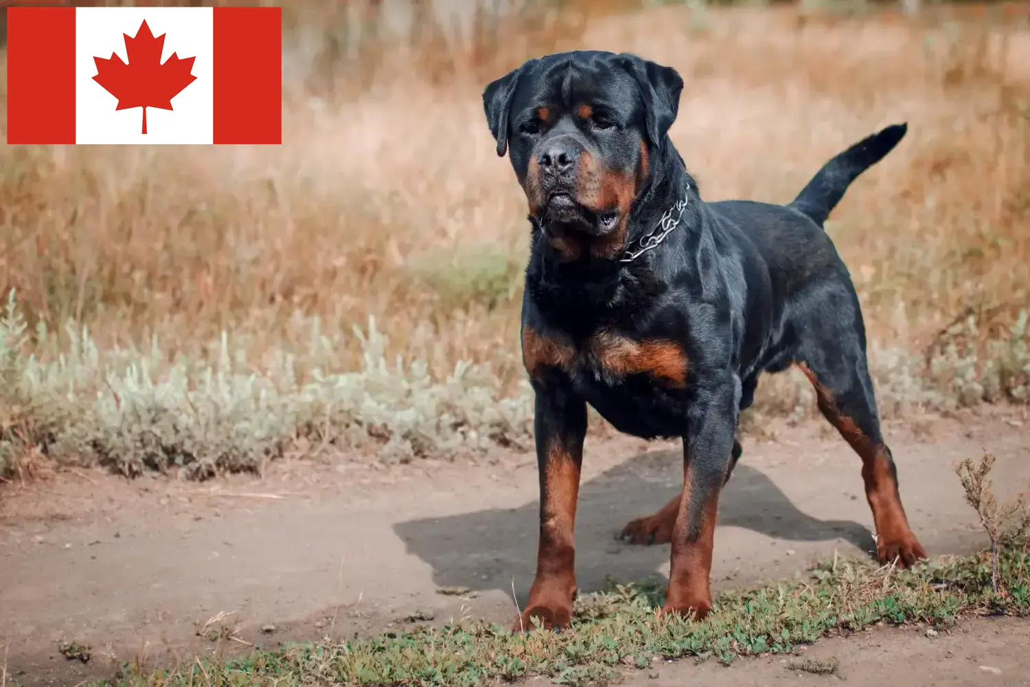 Rottweiler kiskutyák és tenyésztők Kanada Kanadai rottweiler tenyésztőket itt talál.