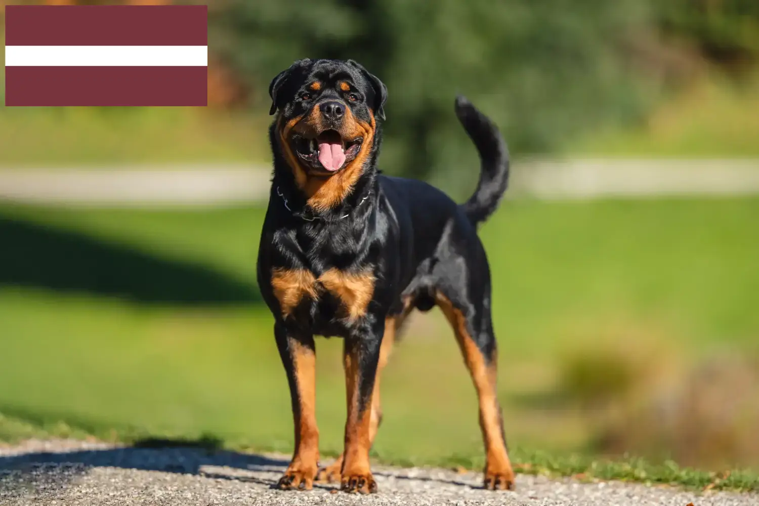 Rottweiler kiskutyák és tenyésztők Lettország Találj rottweiler tenyésztőket Lettországban.