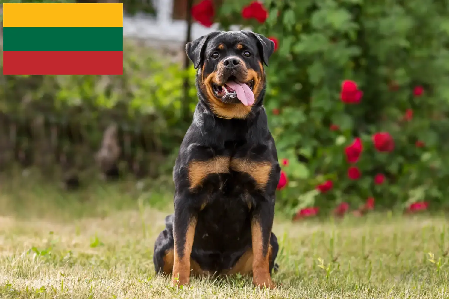 Rottweiler kiskutyák és tenyésztők Litvánia Keress rottweiler tenyésztőket Litvániában.