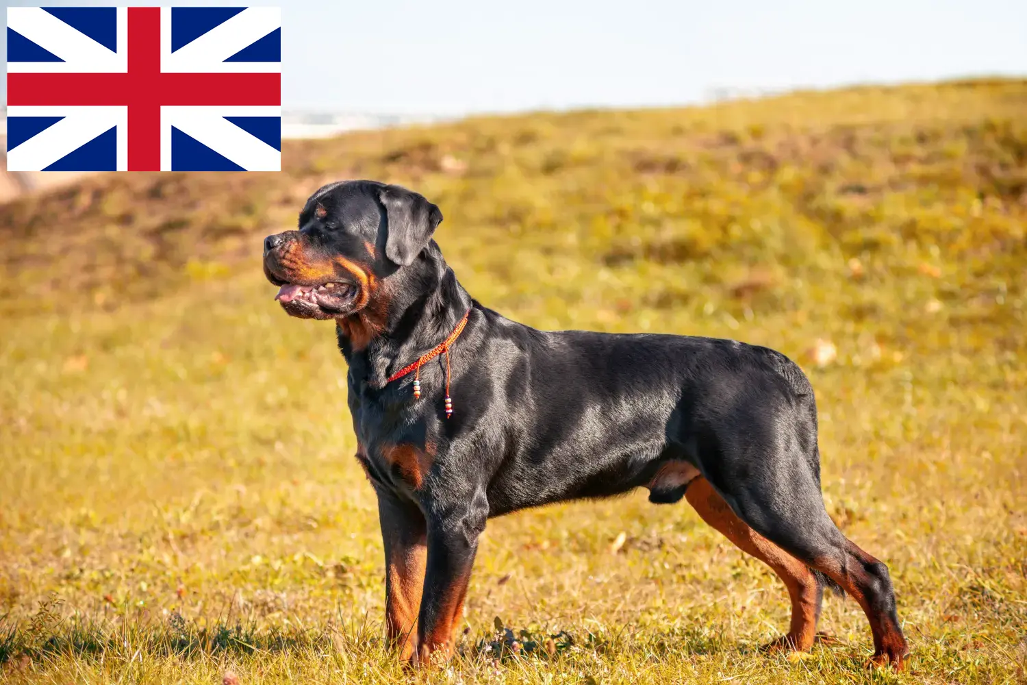 Rottweiler kiskutyák és tenyésztők Nagy-Britannia Itt találhat rottweiler tenyésztőket Nagy-Britanniában.