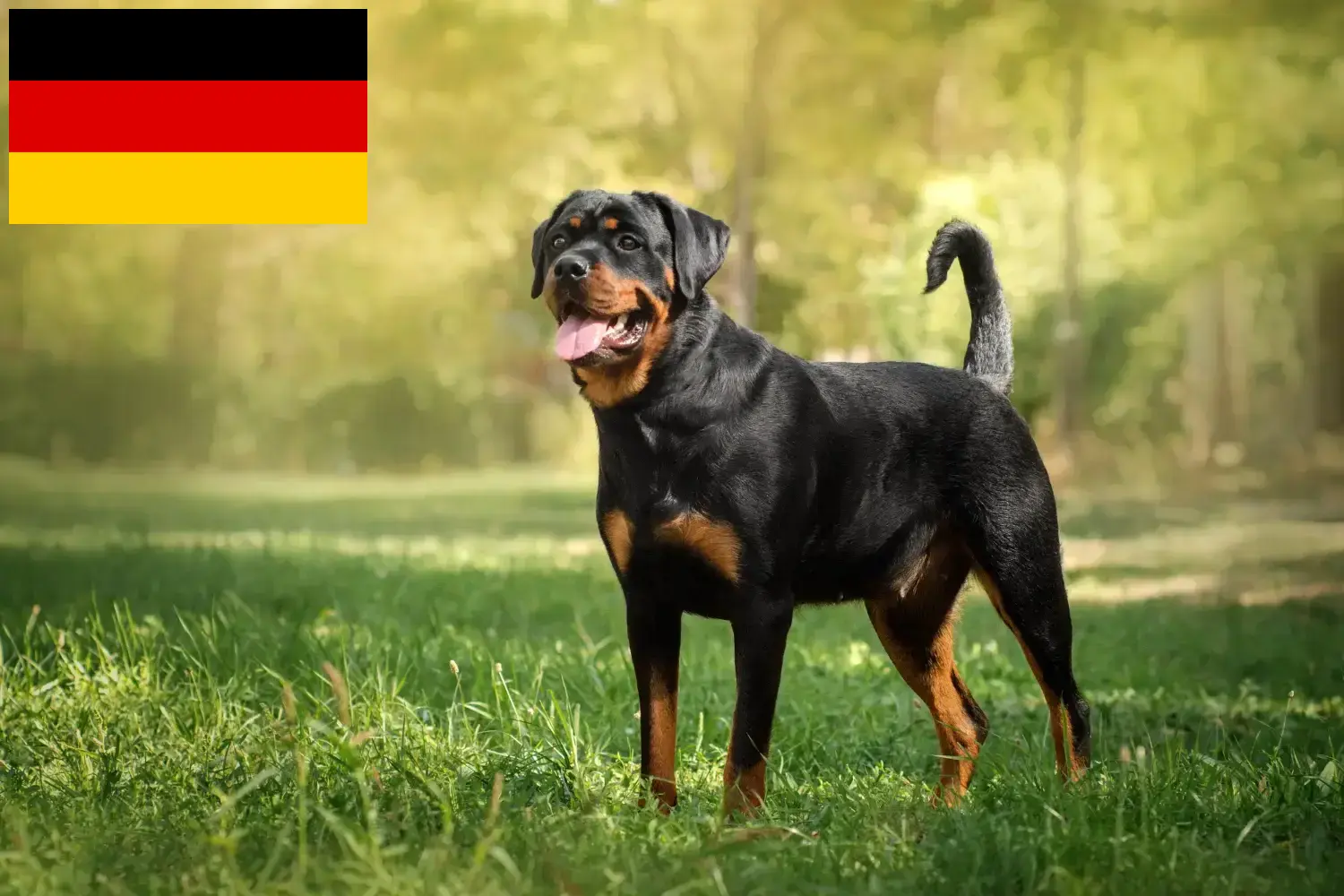 Rottweiler kiskutyák és tenyésztők Németország Itt találhat rottweiler tenyésztőket Németországban.