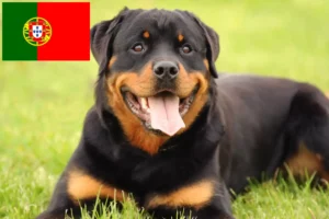 Read more about the article Rottweiler tenyésztők és kölykök Portugáliában