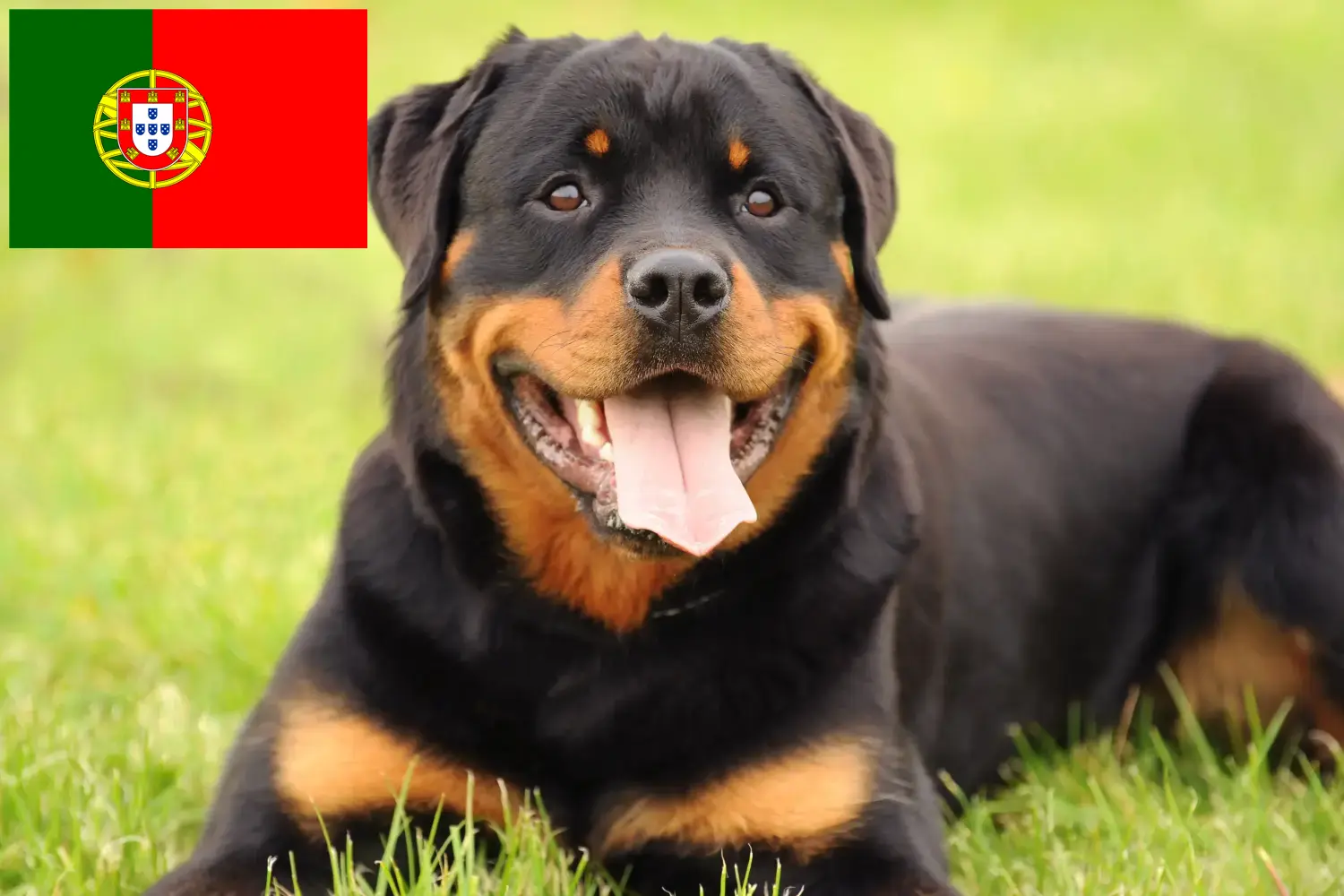 Rottweiler kiskutyák és tenyésztők Portugália Portugáliai rottweiler tenyésztőket itt találsz.