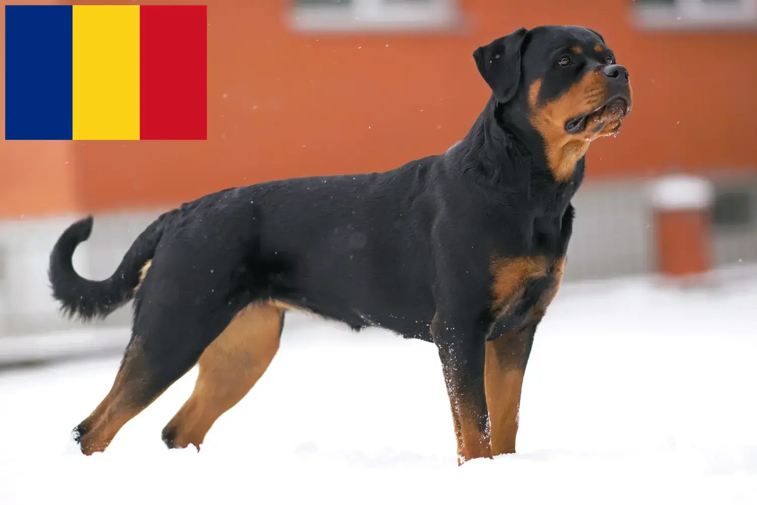 Rottweiler kiskutyák és tenyésztők Románia Rottweiler tenyésztőket Romániában itt találsz.