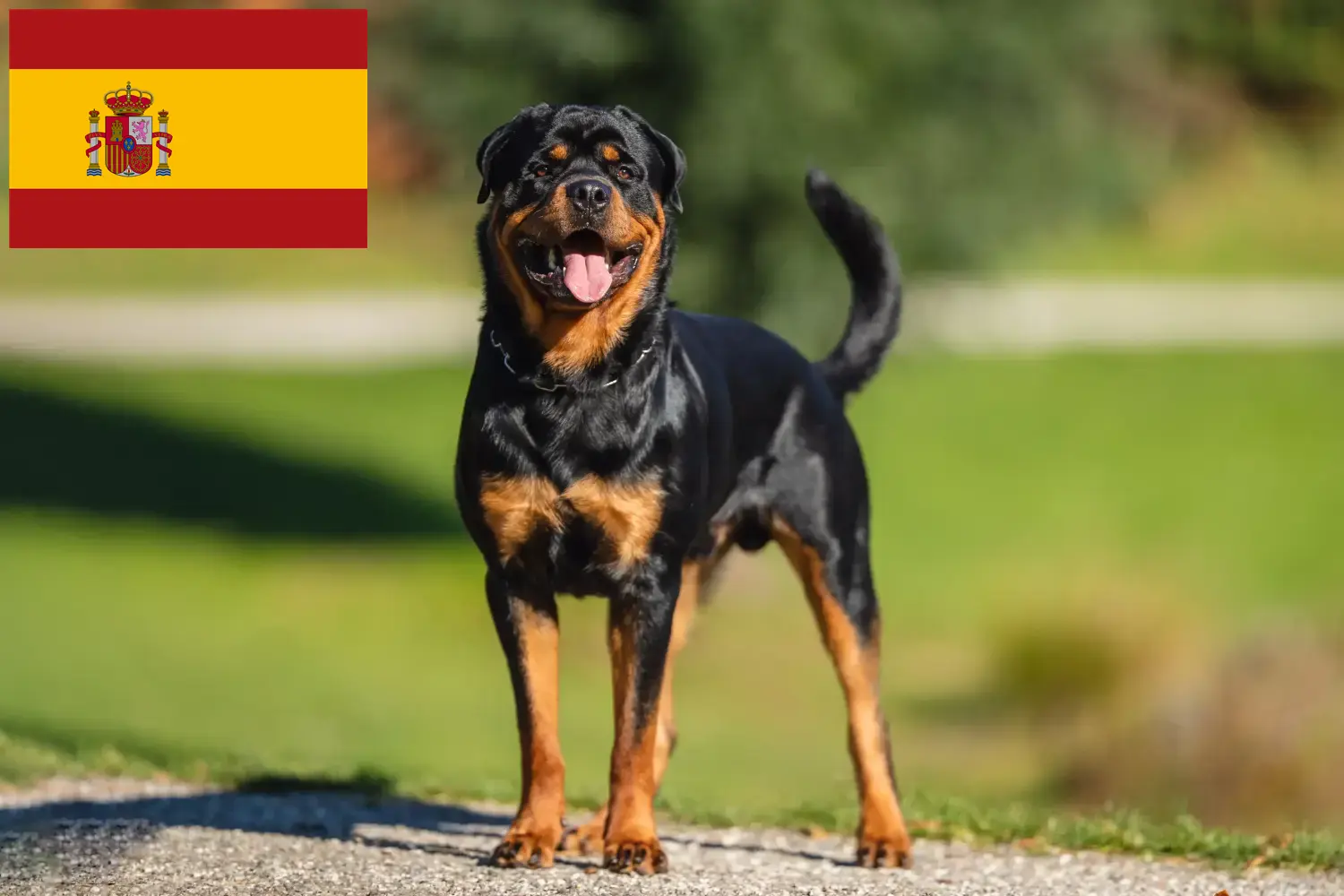 Rottweiler kiskutyák és tenyésztők Spanyolország Spanyolországi rottweiler tenyésztőket itt talál.