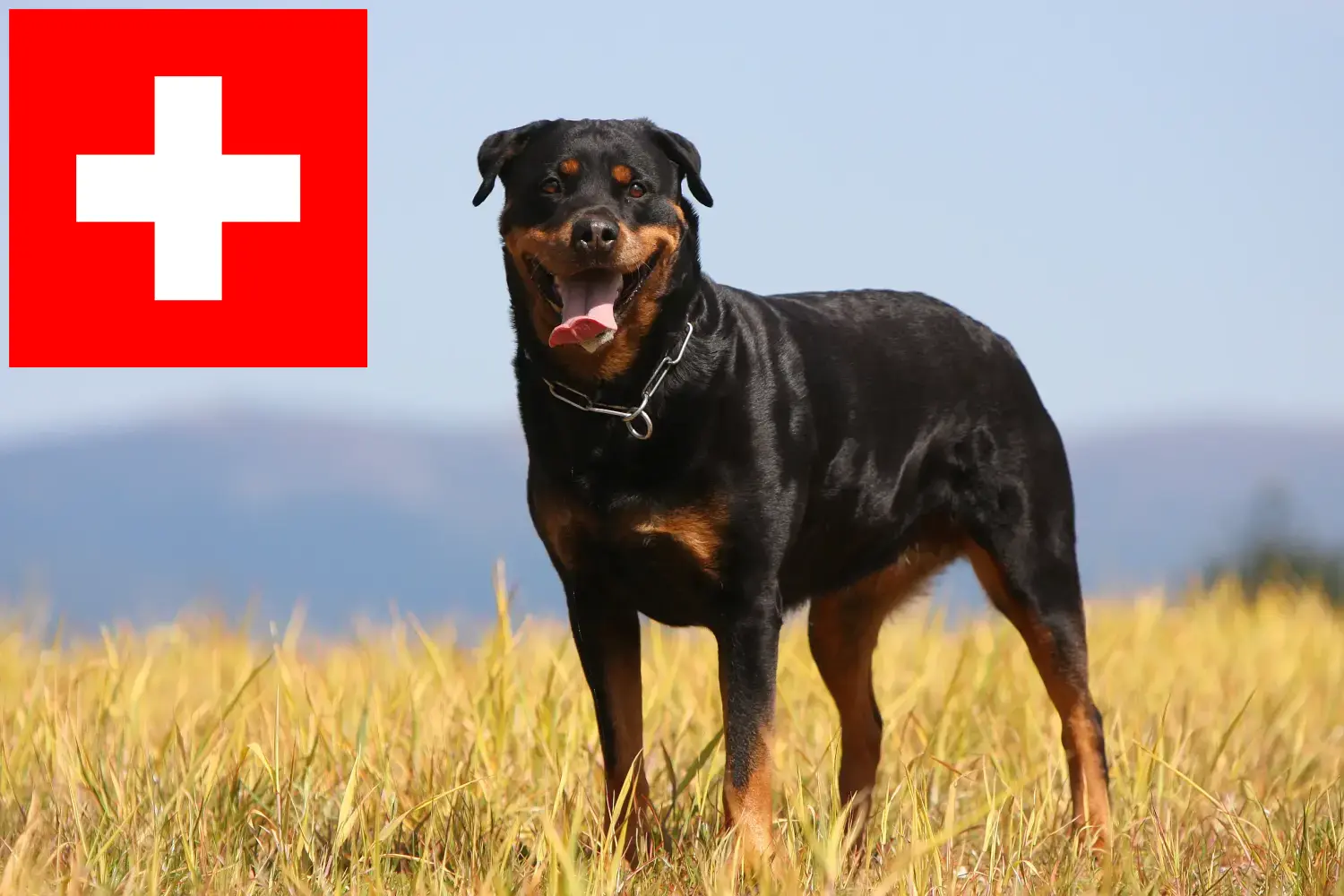 Rottweiler kölykök és tenyésztők Svájcban Itt megtalálja a Svájcban található rottweiler tenyésztőket.