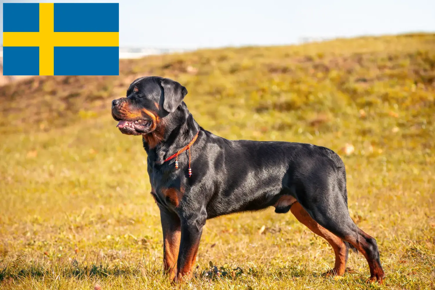 Rottweiler kölykök és tenyésztők Svédországban Svédországban található rottweiler tenyésztőket itt találja.