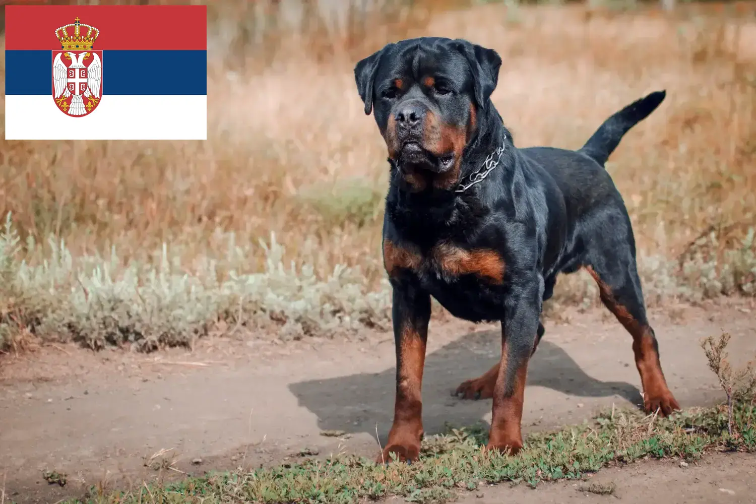Rottweiler kiskutyák és tenyésztők Szerbia Szerbiai rottweiler tenyésztőket itt találsz.