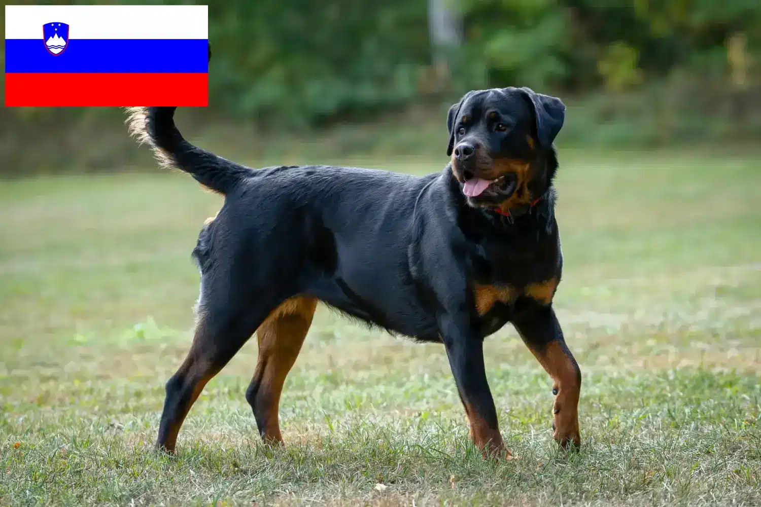 Rottweiler kiskutyák és tenyésztők Szlovénia Találj rottweiler tenyésztőket Szlovéniában.