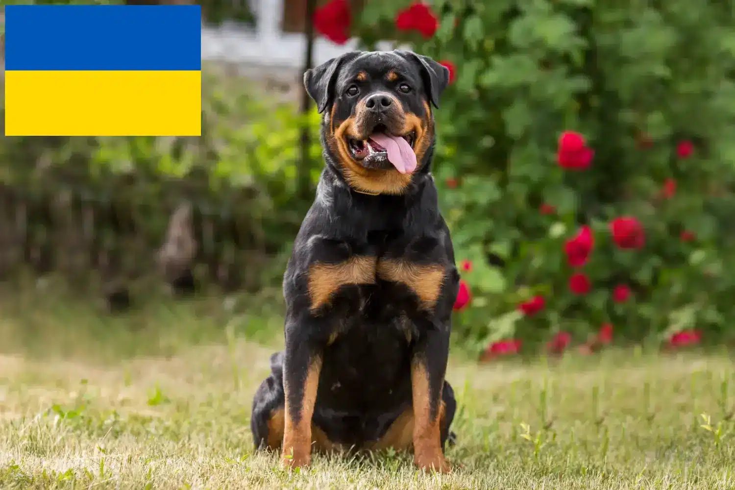 Rottweiler kiskutyák és tenyésztők Ukrajna Itt találhat rottweiler tenyésztőket Ukrajnában.