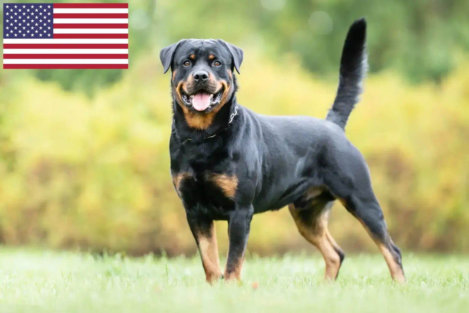 Rottweiler kiskutyák és tenyésztők USA Itt találhat rottweiler tenyésztőket az Egyesült Államokban.
