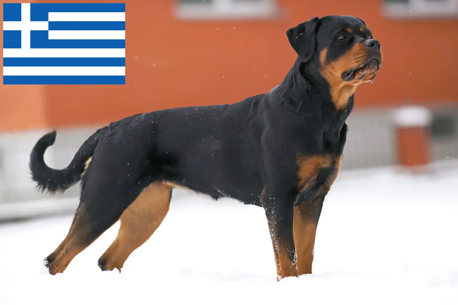 Rottweiler kiskutyák és tenyésztők Görögország Görögországi rottweiler tenyésztőket itt találsz.