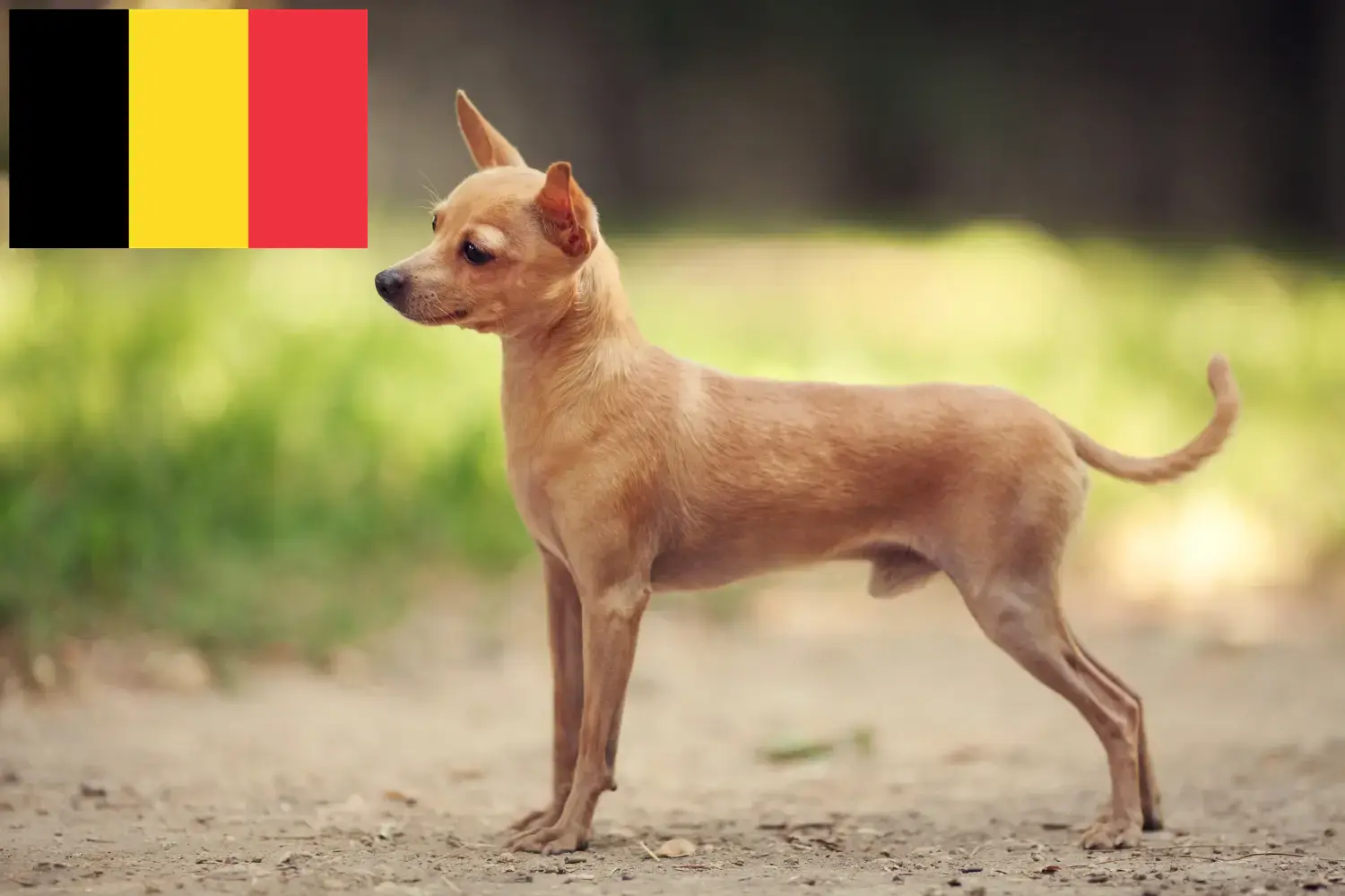 Russkiy Toy kiskutyák és tenyésztők Belgium Itt találhatsz Russkiy Toys tenyésztőket Belgiumban.