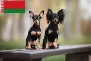 Read more about the article Russkiy Toy tenyésztők és kiskutyák Fehéroroszországban