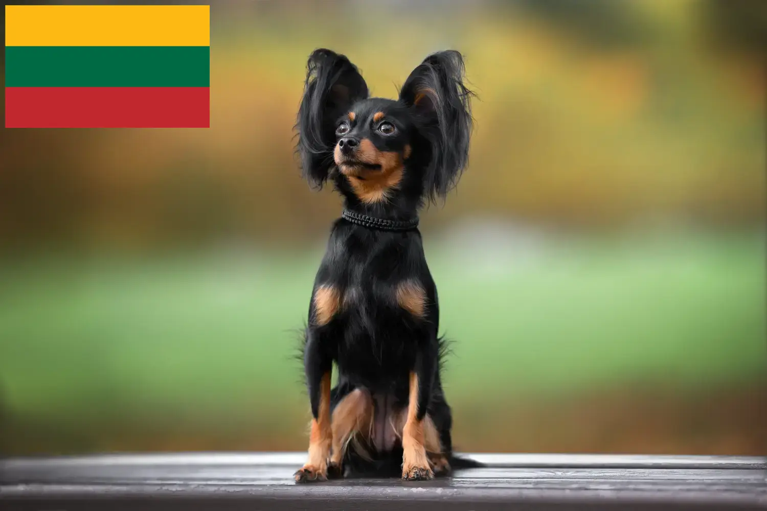 Russkiy Toy kiskutyák és tenyésztők Litvánia Itt találja a litvániai Russkiy Toys tenyésztőket.