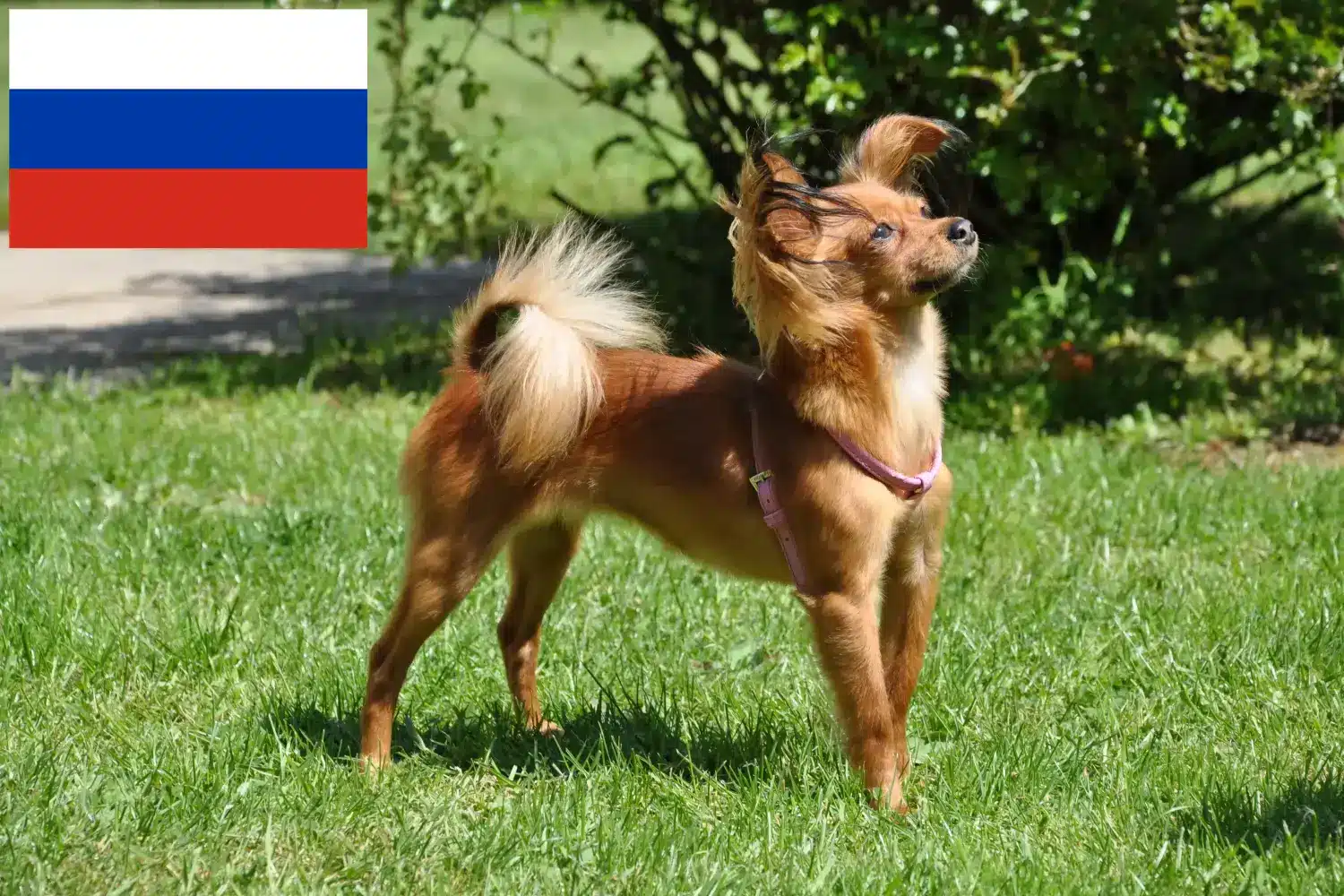 Russkiy Toy kiskutyák és tenyésztők Oroszország Itt megtalálja a Russkiy Toys tenyésztőit Oroszországban.