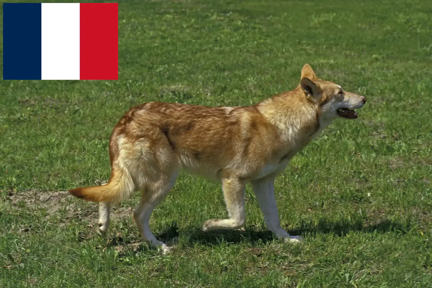 Saarloos Wolfdog kiskutyák és tenyésztők Franciaország Saarloos Wolfdog tenyésztőket Franciaországban itt találsz.