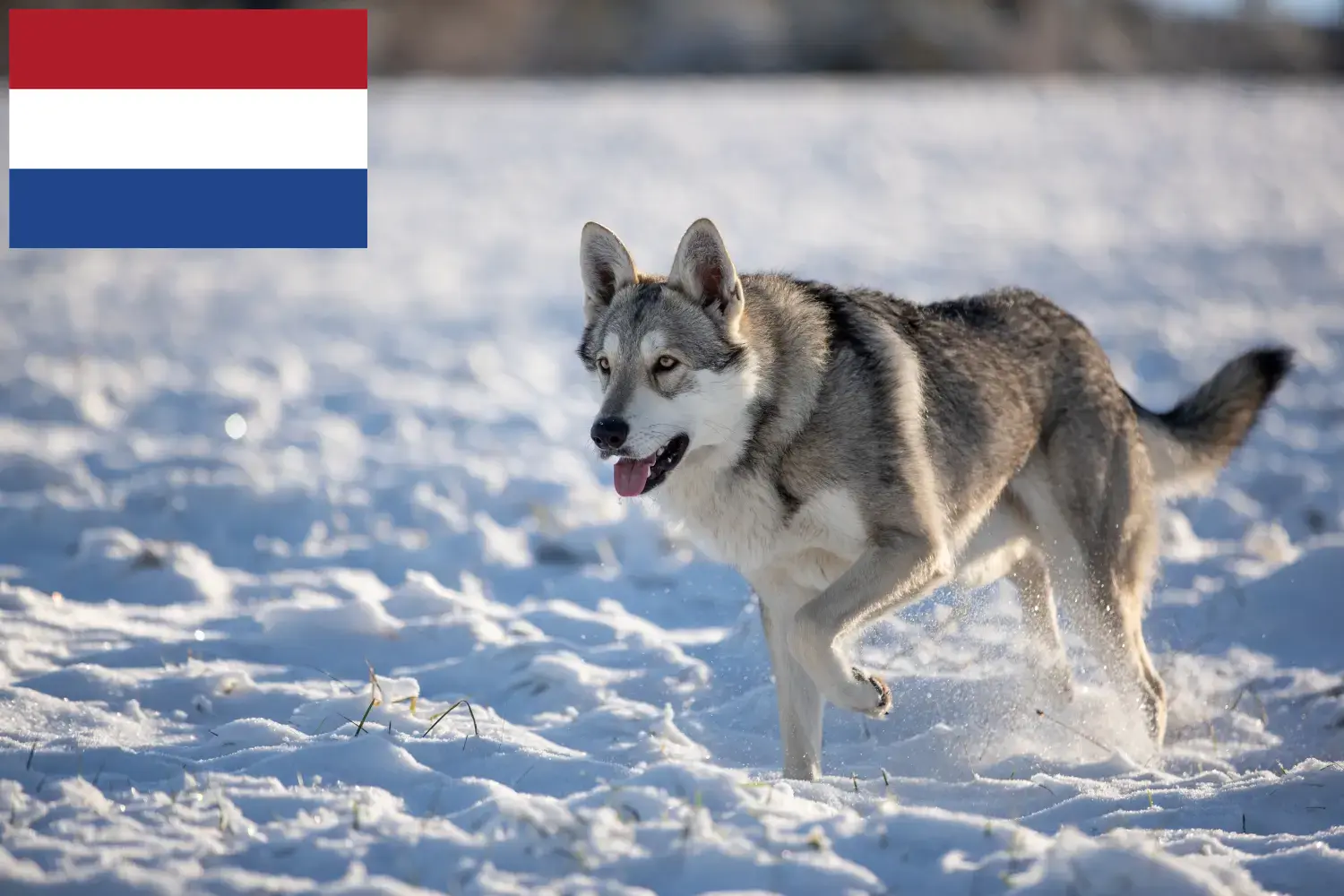 Saarloos Wolfdog kiskutyák és tenyésztők Hollandia Itt talál Saarloos Wolfdog tenyésztőket Hollandiában.
