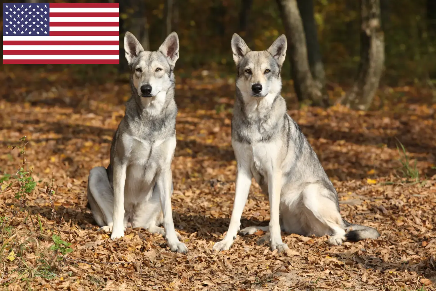 Saarloos-Wolfdog kiskutyák és tenyésztők USA Saarloos Wolfdog tenyésztőket az USA-ban itt találsz.