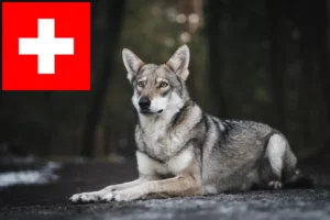 Read more about the article Saarloos farkaskutya tenyésztők és kölykök Svájcban