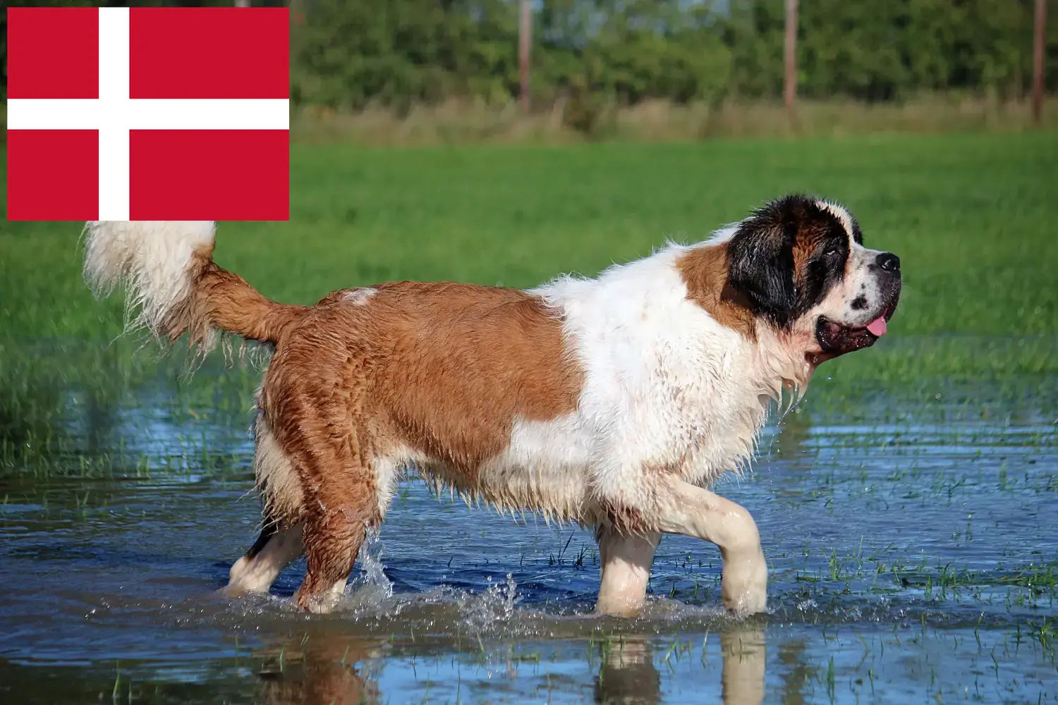 Bernhardinus kiskutyák és tenyésztők Dánia Itt megtalálja a dániai bernáthegyi tenyésztőket.