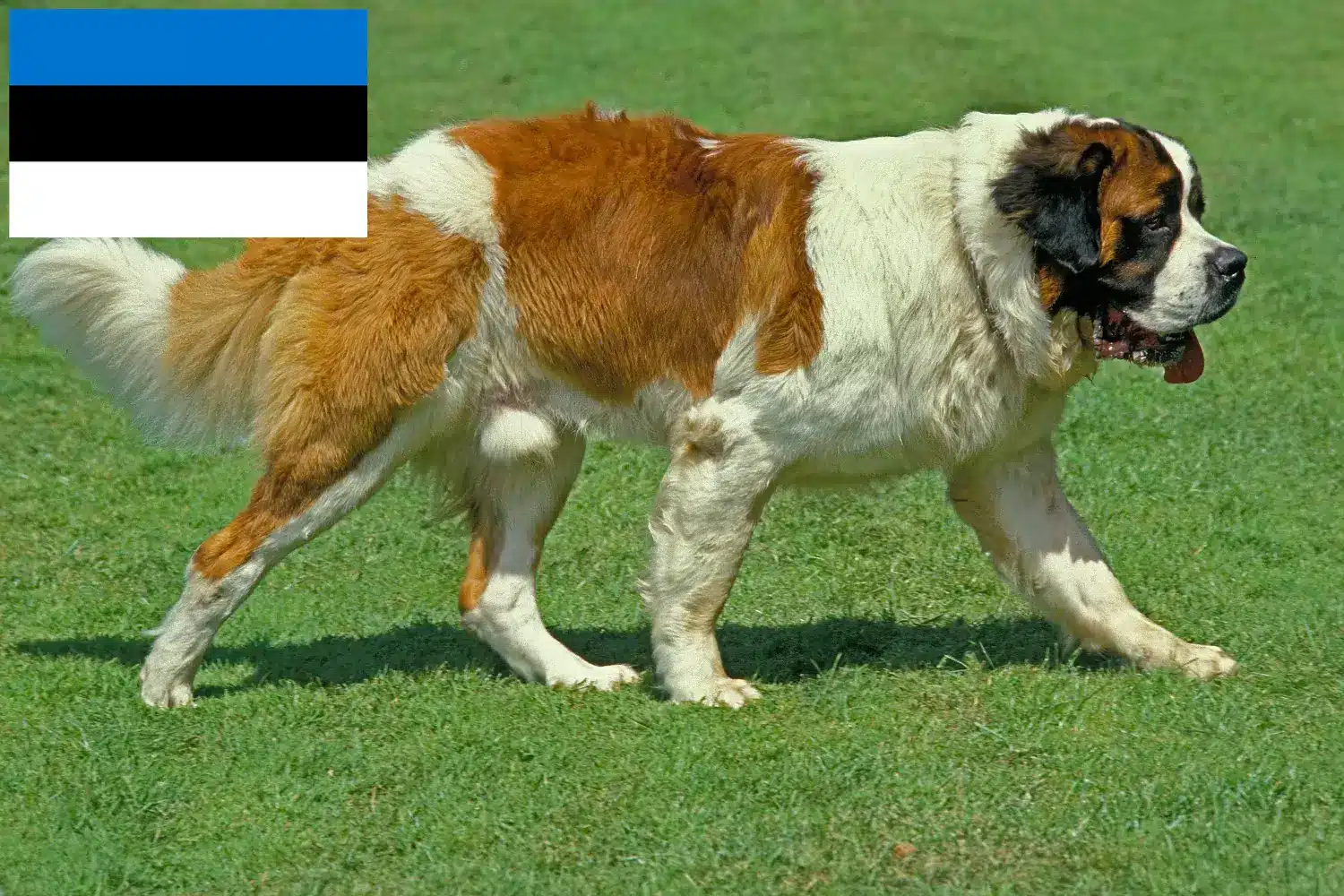 Bernhardinus kiskutyák és tenyésztők Észtország Észtországi bernáthegyi tenyésztőket itt talál.