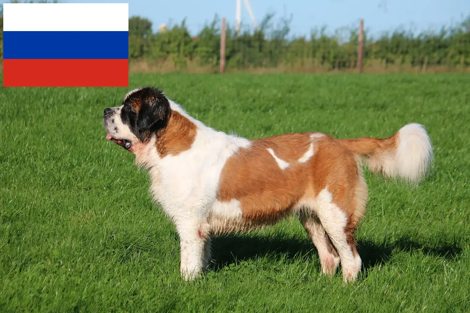 Szent Bernát kölykök és tenyésztők Oroszország Itt találhat bernáthegyi tenyésztőket Oroszországban.
