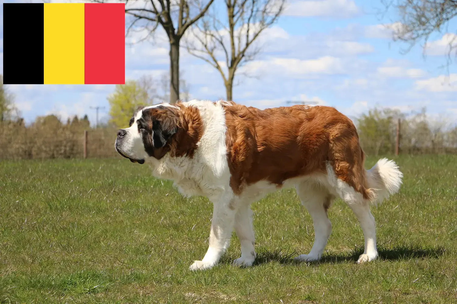 Bernhardinus kiskutyák és tenyésztők Belgium Itt találhat bernáthegyi tenyésztőket Belgiumban.