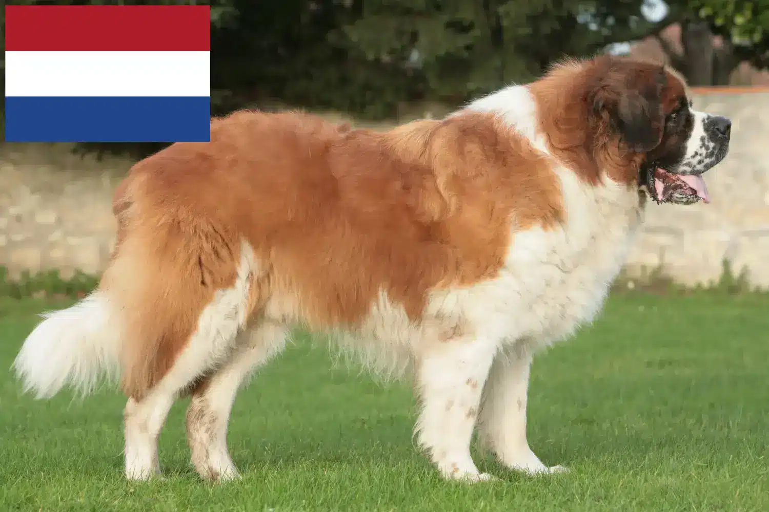 Szent Bernát kölykök és tenyésztők Hollandia Itt találhat bernáthegyi tenyésztőket Hollandiában.