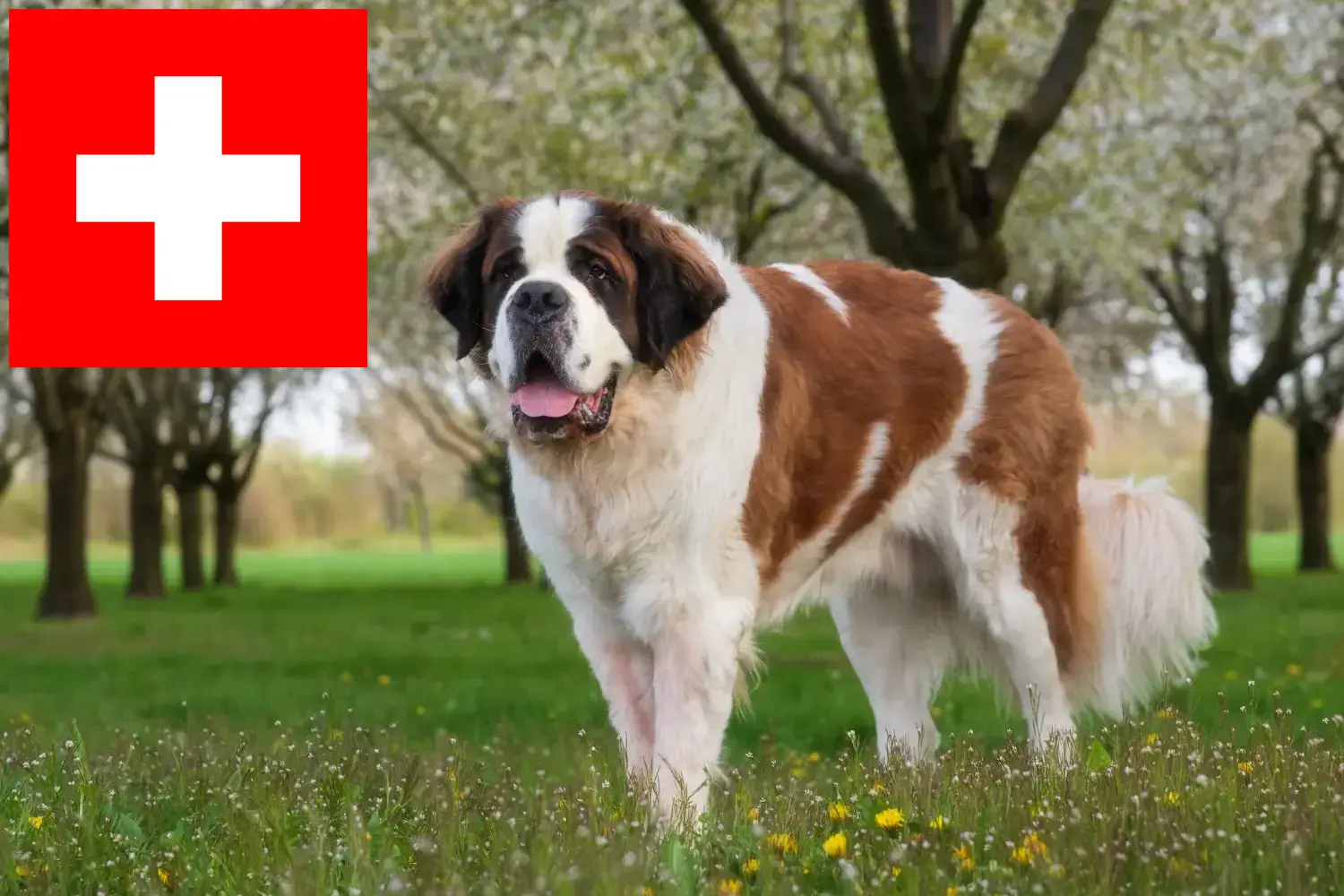 Bernáthegyi kölykök és tenyésztők Svájcban Itt találhat bernáthegyi tenyésztőket Svájcban.