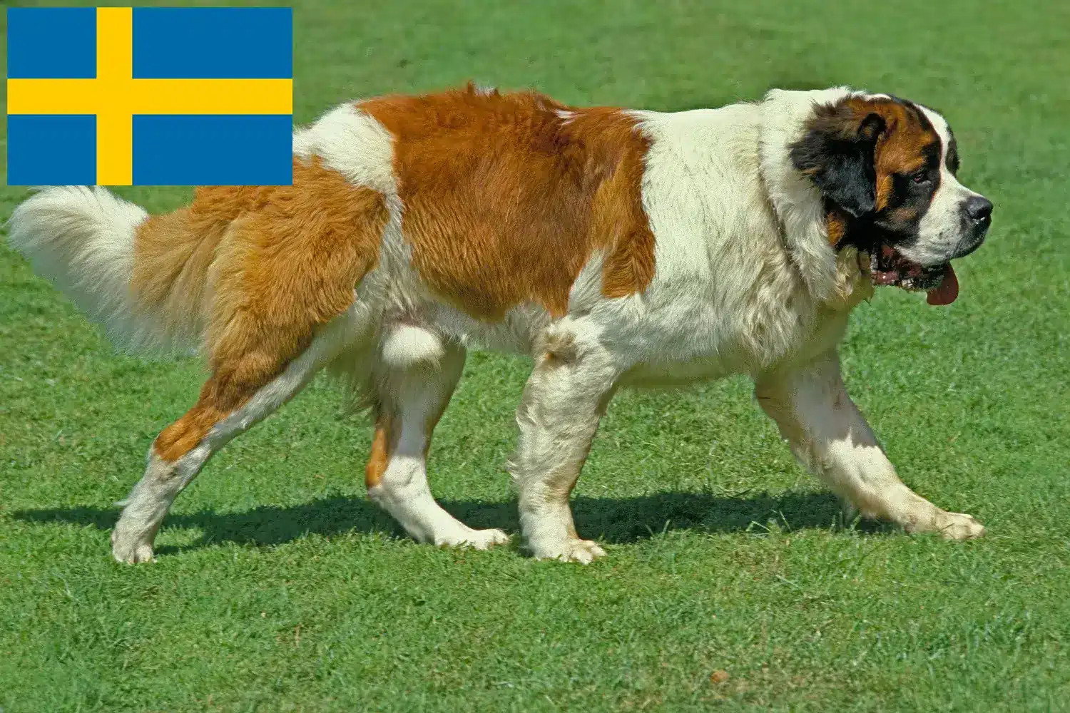 Szent Bernát kölykök és tenyésztők Svédországban Itt találhat bernáthegyi tenyésztőket Svédországban.