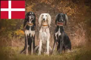 Read more about the article Szaluki tenyésztők és kiskutyák Dániában