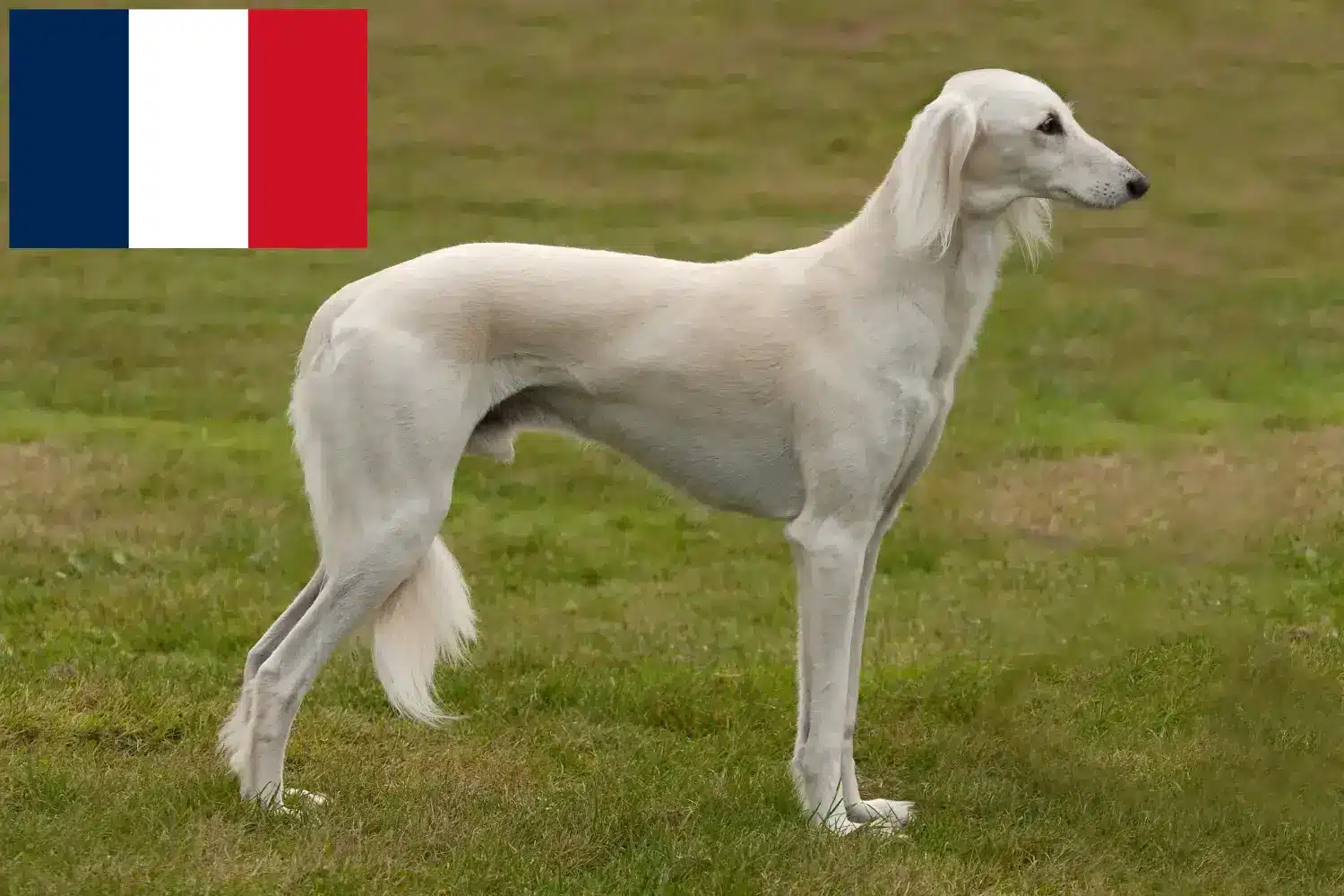 Saluki kölykök és tenyésztők Franciaország Itt megtalálja a franciaországi szaluki tenyésztőket.