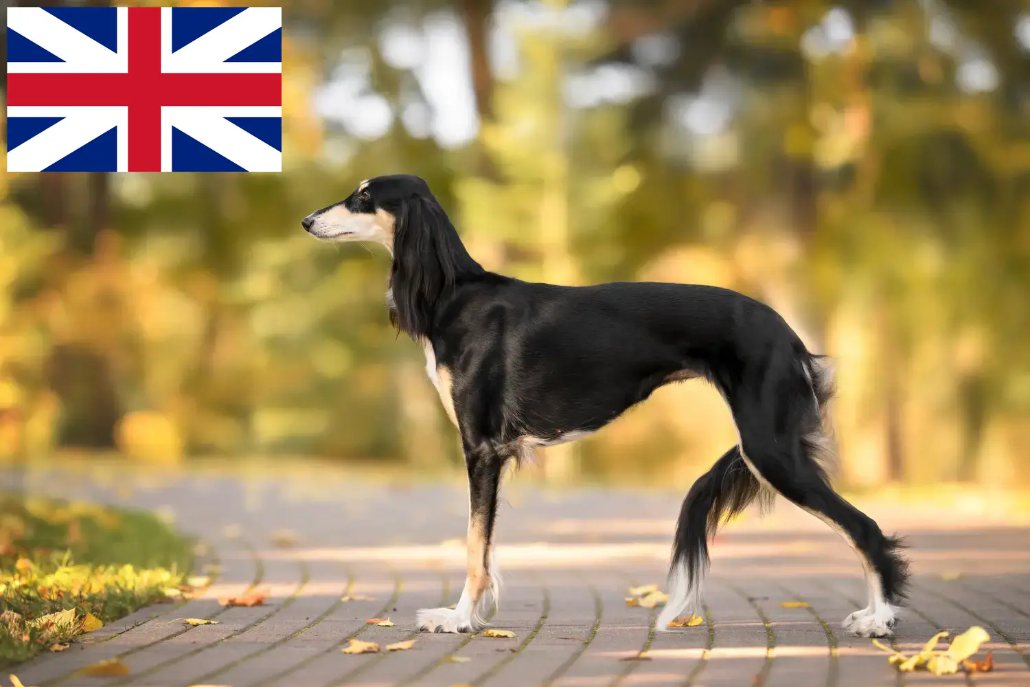 Saluki kölykök és tenyésztők Nagy-Britannia Itt találhat szaluki tenyésztőket Nagy-Britanniában.