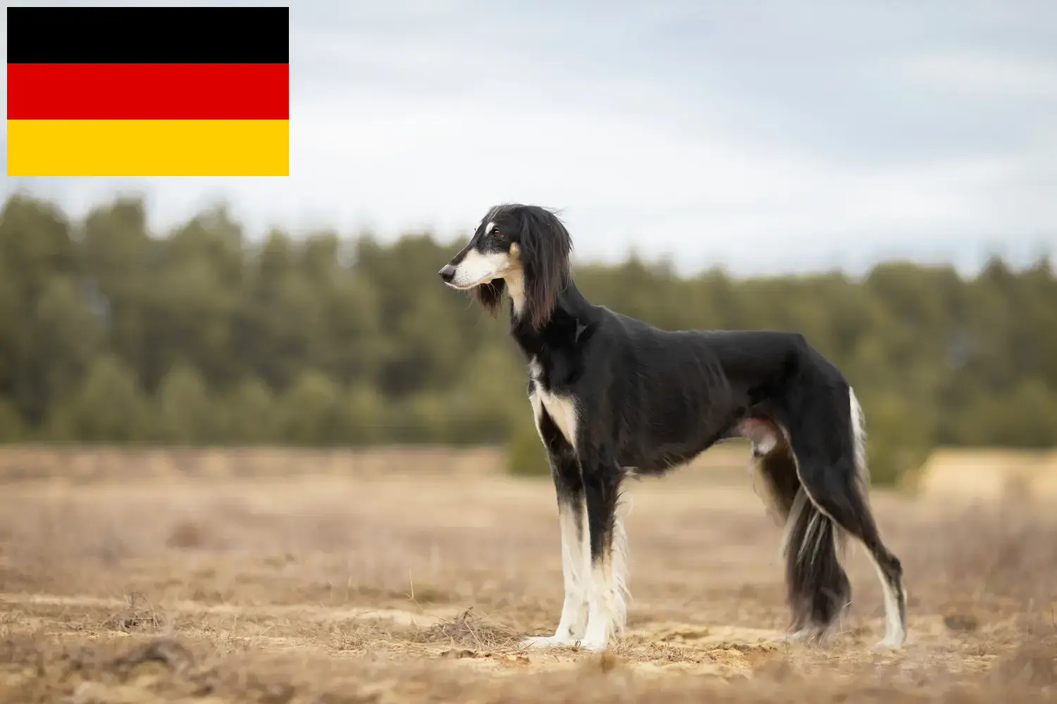 Saluki kölykök és tenyésztők Németország Itt találhat szaluki tenyésztőket Németországban.